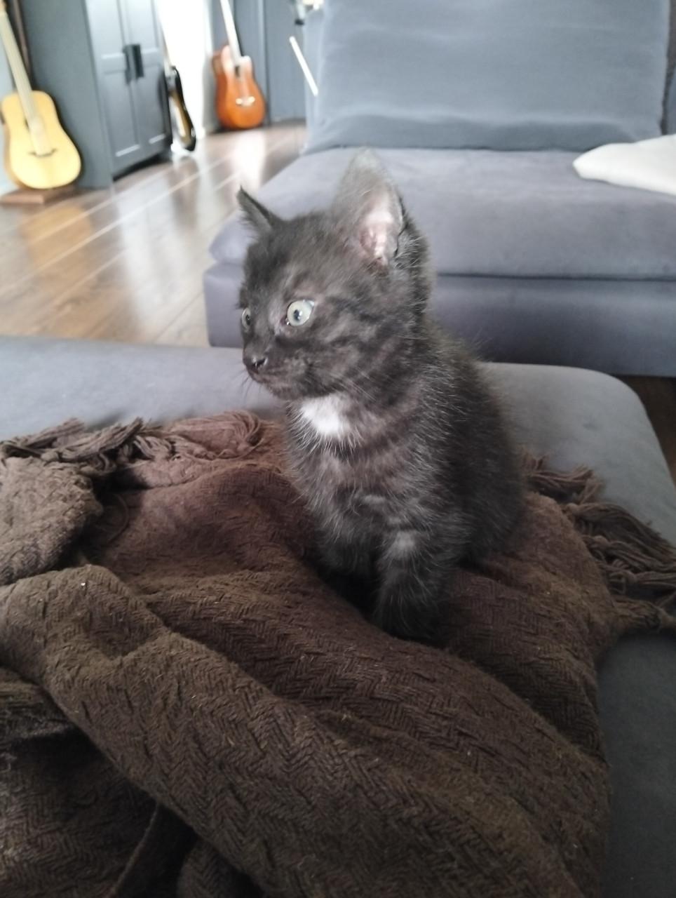 Kitten - mannetje