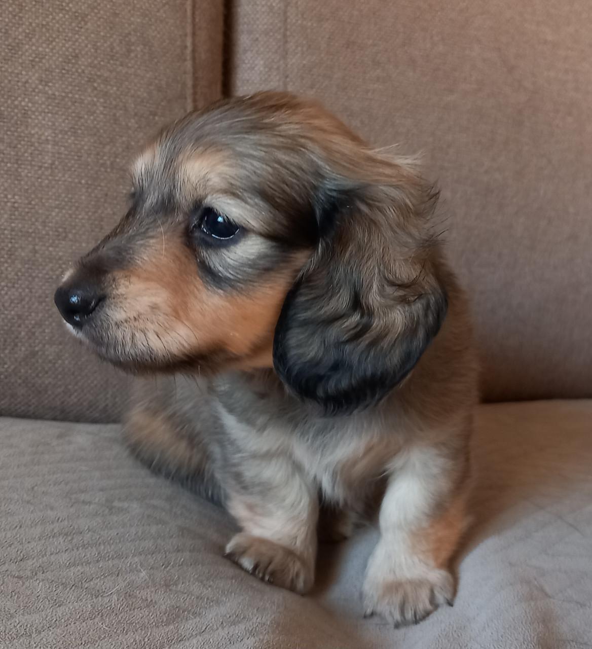 Langharige teckeltjes