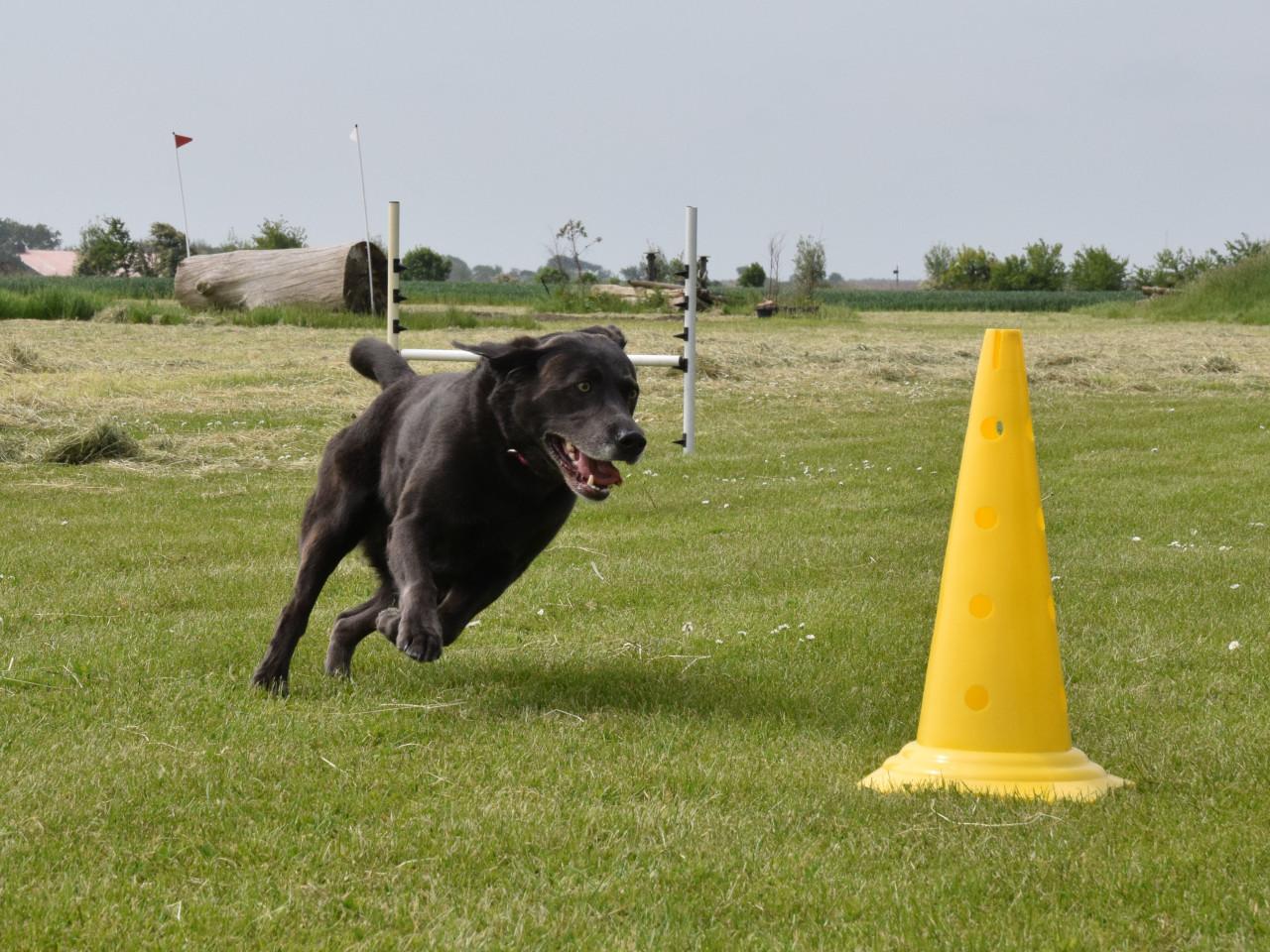 Hondenschool ter lering en vermaak