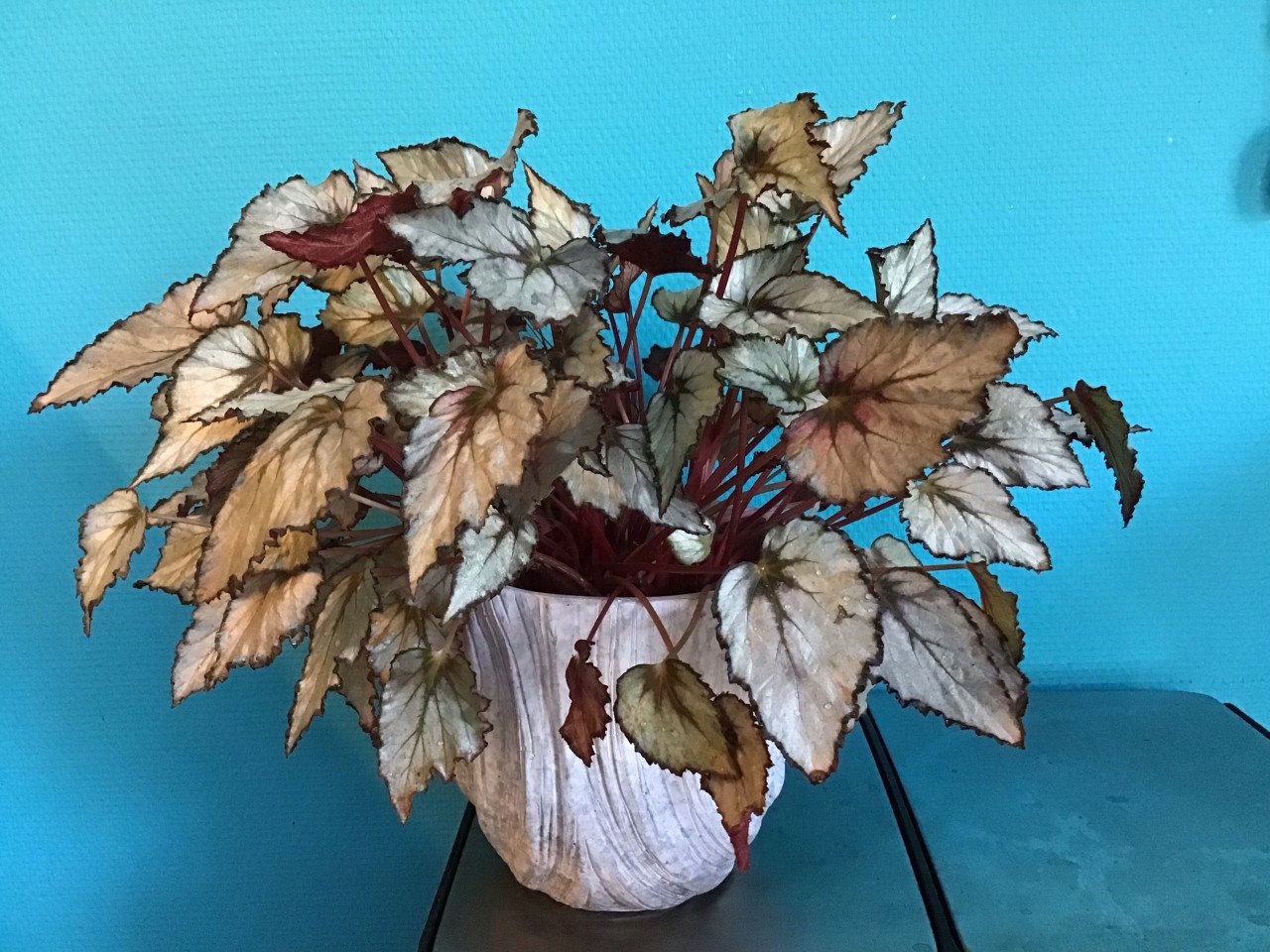 Blad Begonia