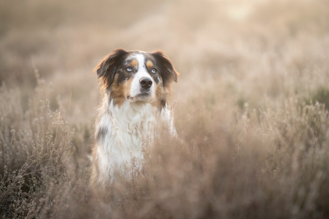 Nieuw huisje voor onze hond