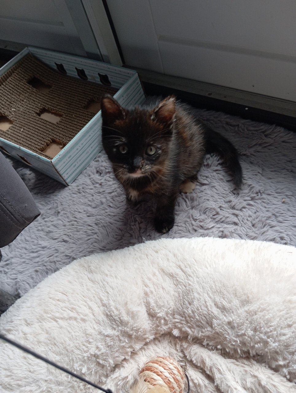 Kitten