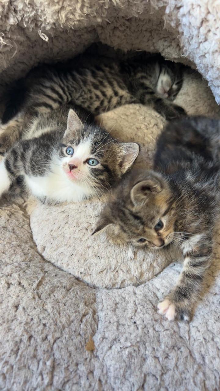 Kittens (mannetjes)