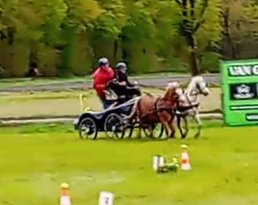 Brave Welsh pony bereden en betuigd