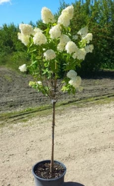 Limelight hortensia op stam