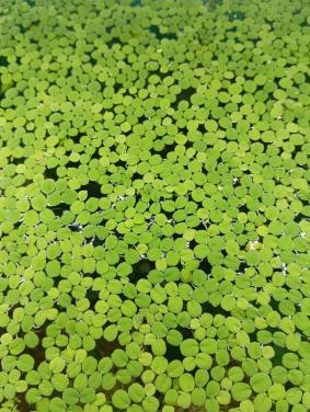 Salvinia Minima | Vlotvaren | Drijfplant