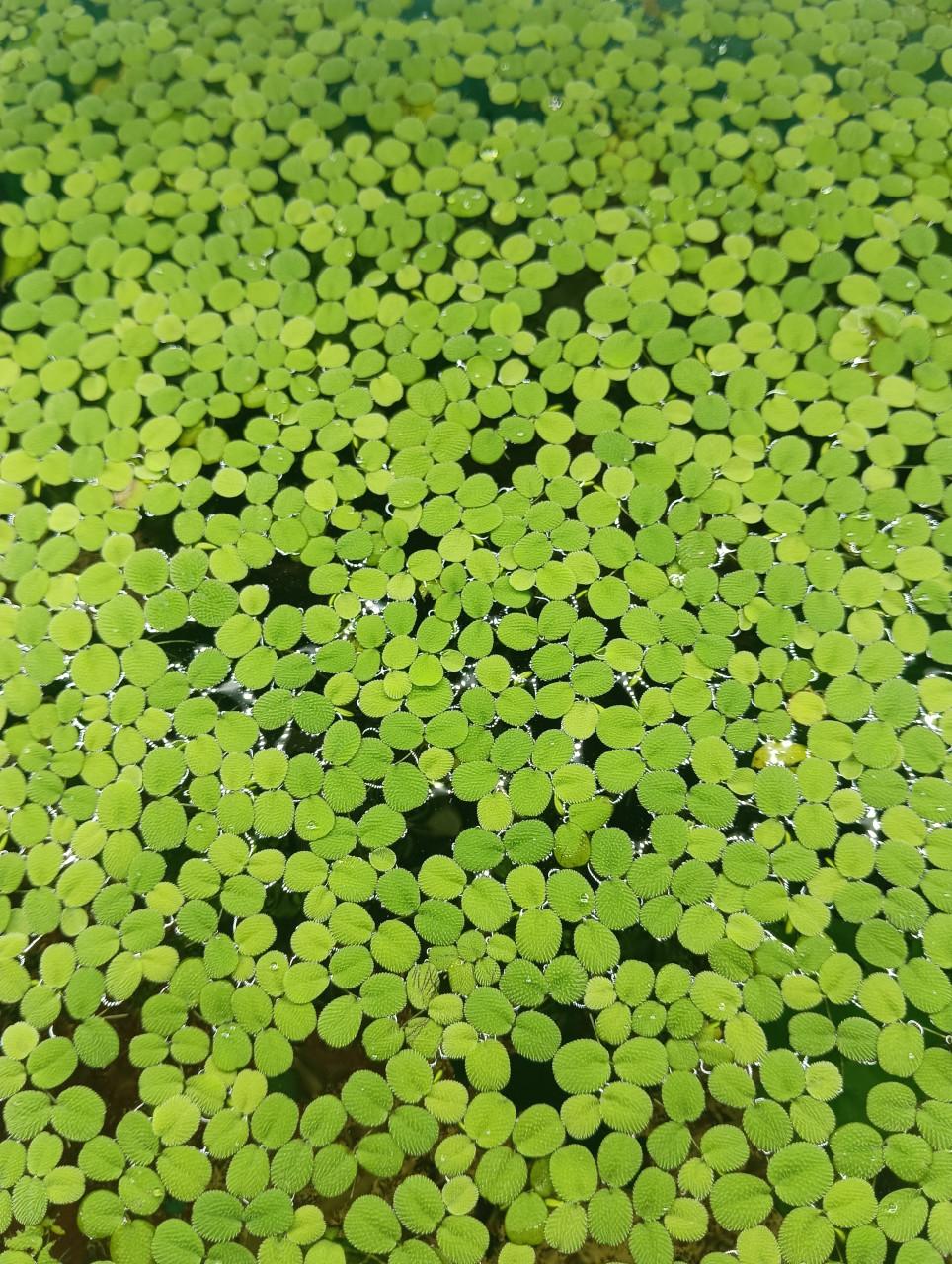 Salvinia Minima | Vlotvaren | Drijfplant