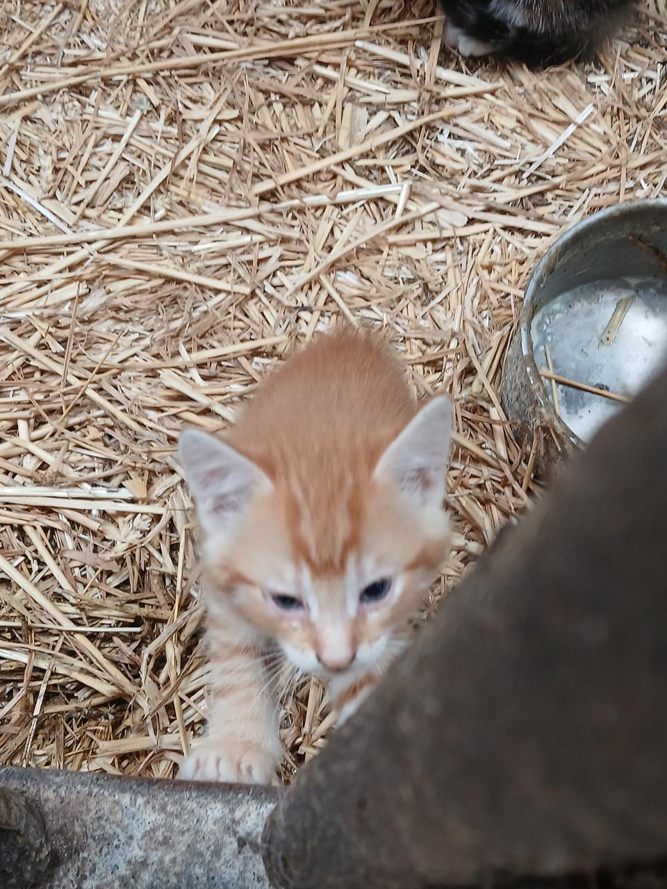 Kittens