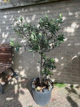 Olijfboom in mooie  pot