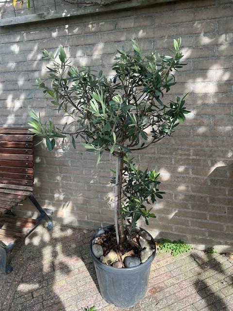 Olijfboom in mooie  pot