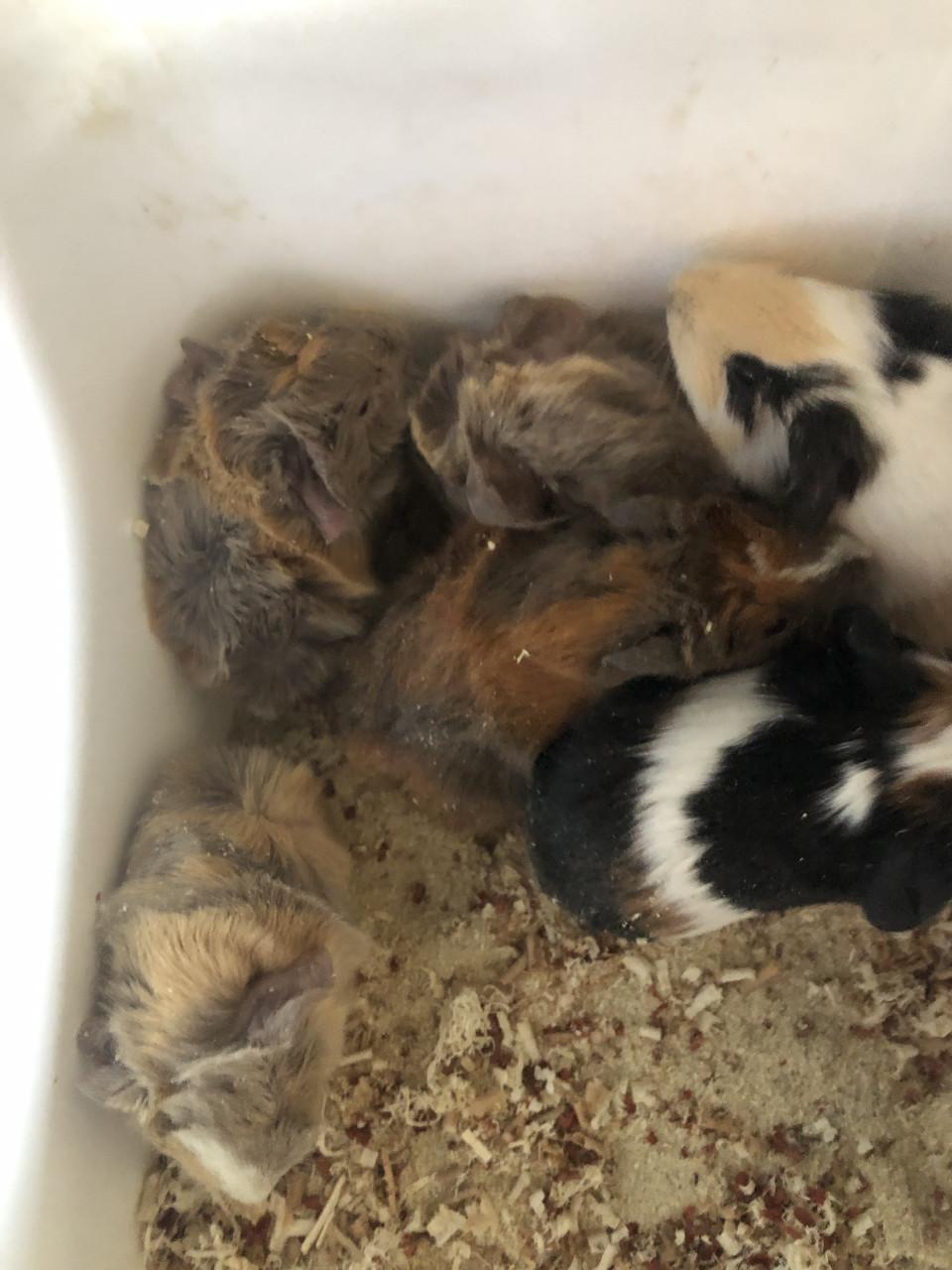 Prachtige cavia’s!!