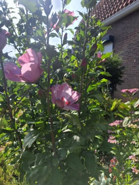 Tuin hibiscus