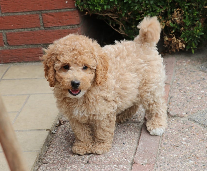 Dwerg doodle pups beschikbaar