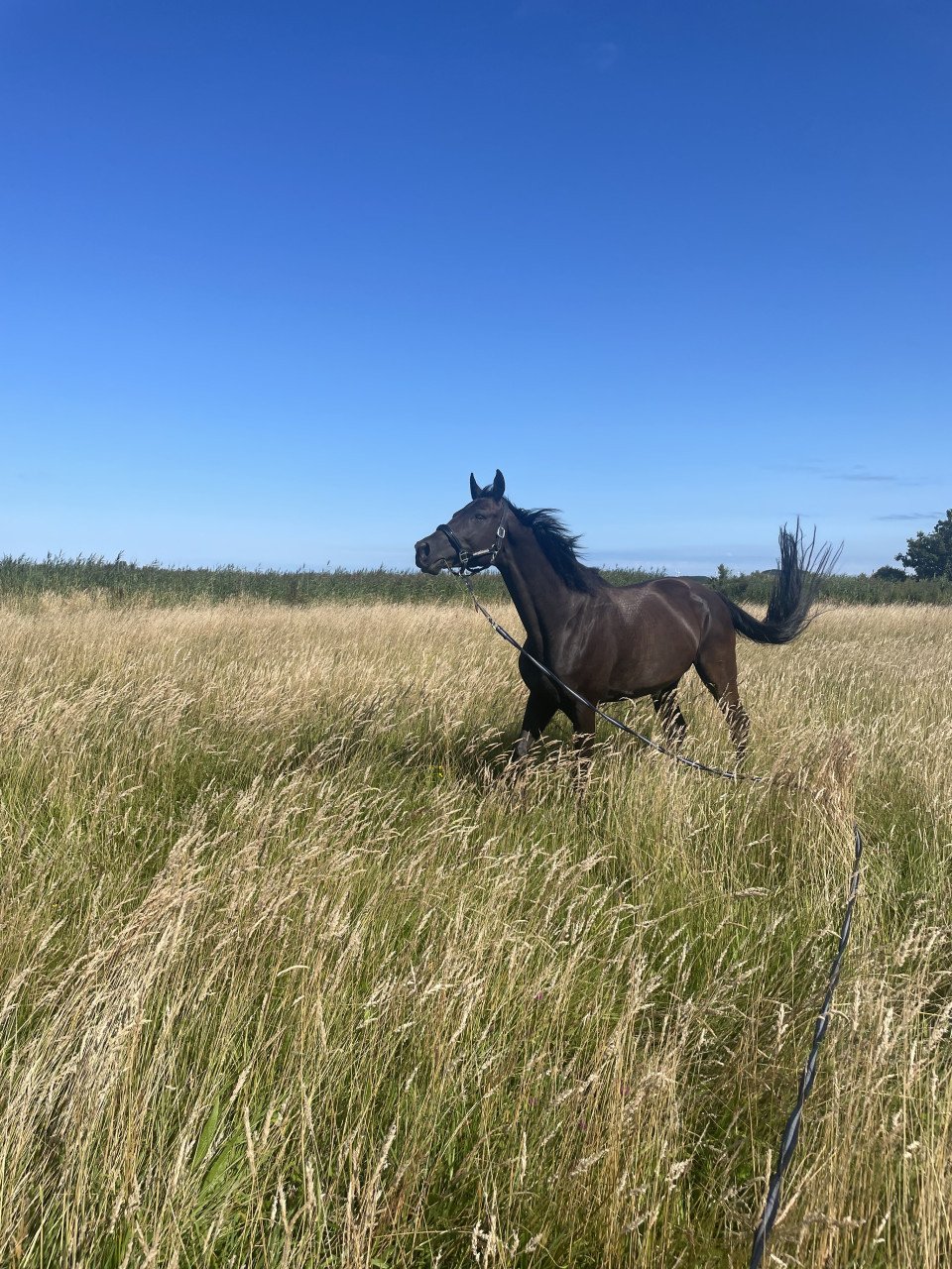Te koop zwarte 10 jarige KWPN merrie