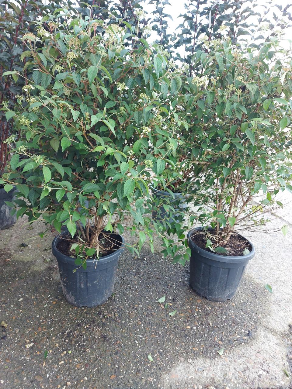Viburnum groot en klein
