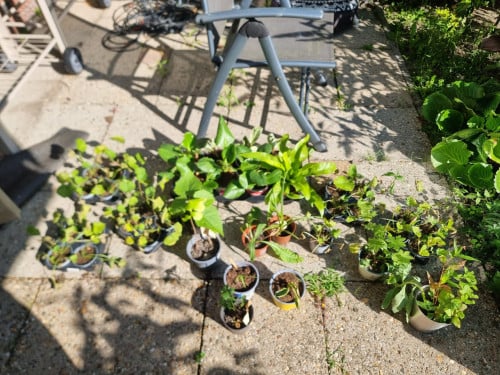 Diverse planten te koop