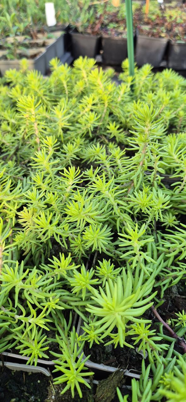 Vaste planten verantwoord gekweekt