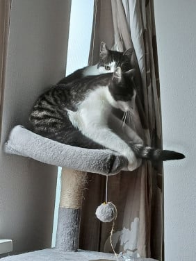 2 katten gecastreerd , gechipped , gevaccineerd , ontwormd