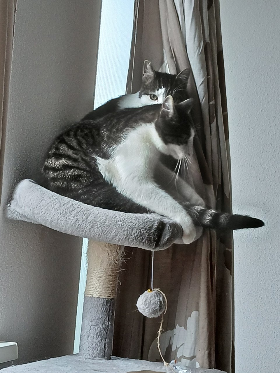 2 katten gecastreerd , gechipped , gevaccineerd , ontwormd