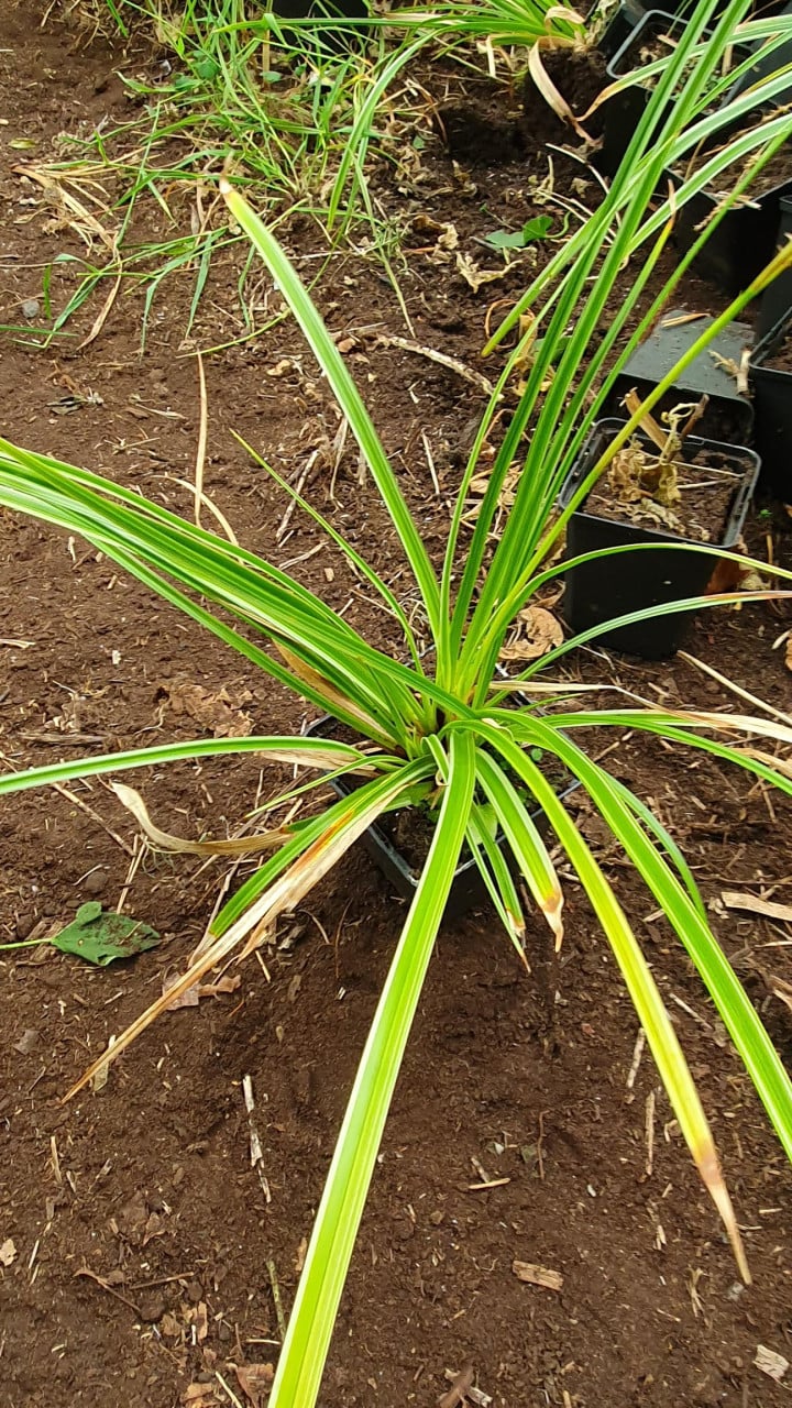 Diverse siergrassen en planten