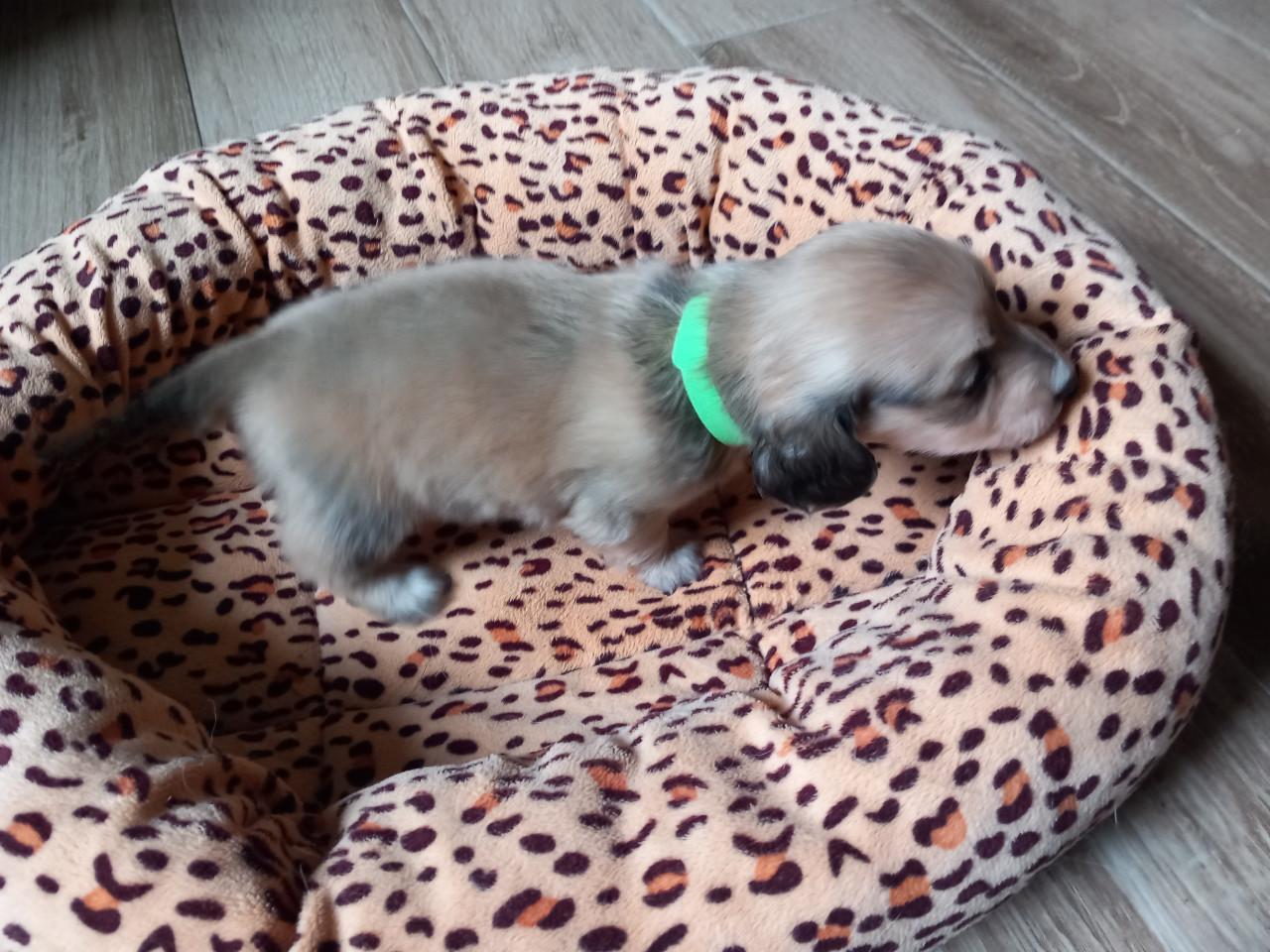 Teckelpuppies langharige