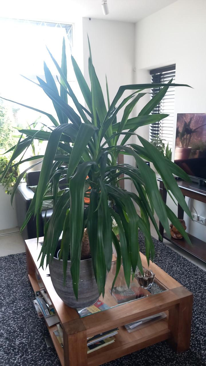 Mooie Yucca, ~130 cm hoog