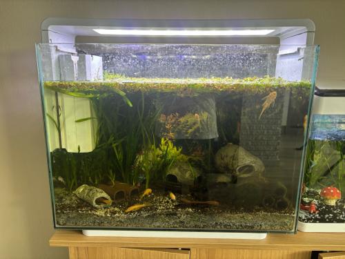 Aquarium home 80