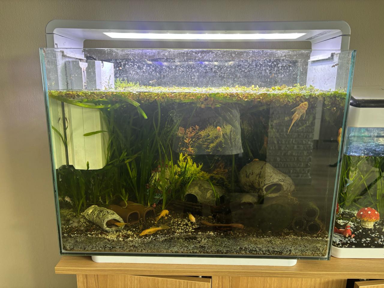 Aquarium home 80
