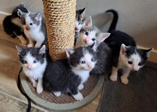 Kittens