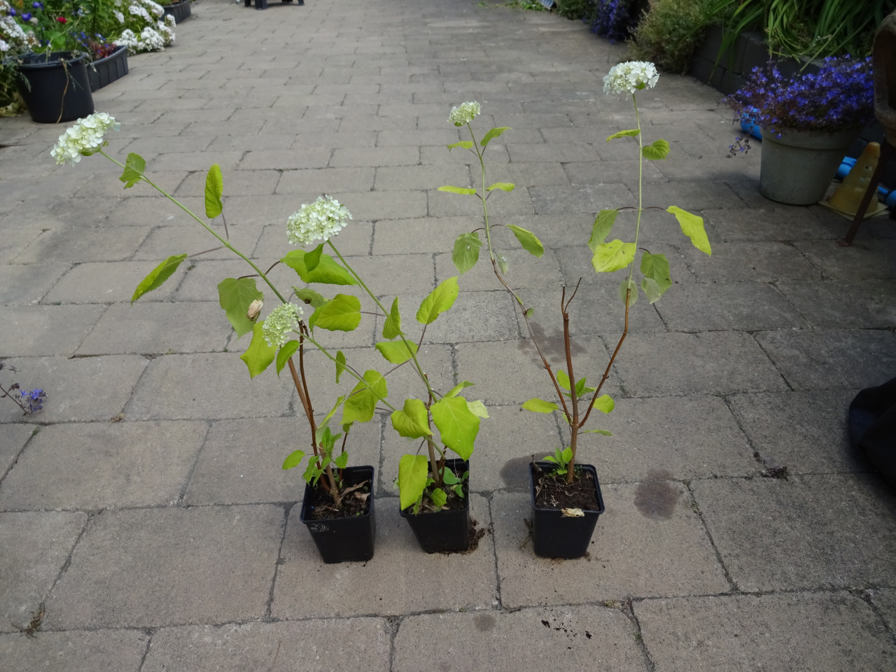 Hortensia, klimhortensia, Hortensia Annabelle