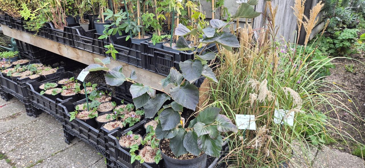 Tuinplanten assortiment bio