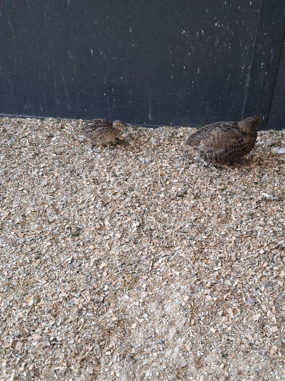 Duo kwartels....