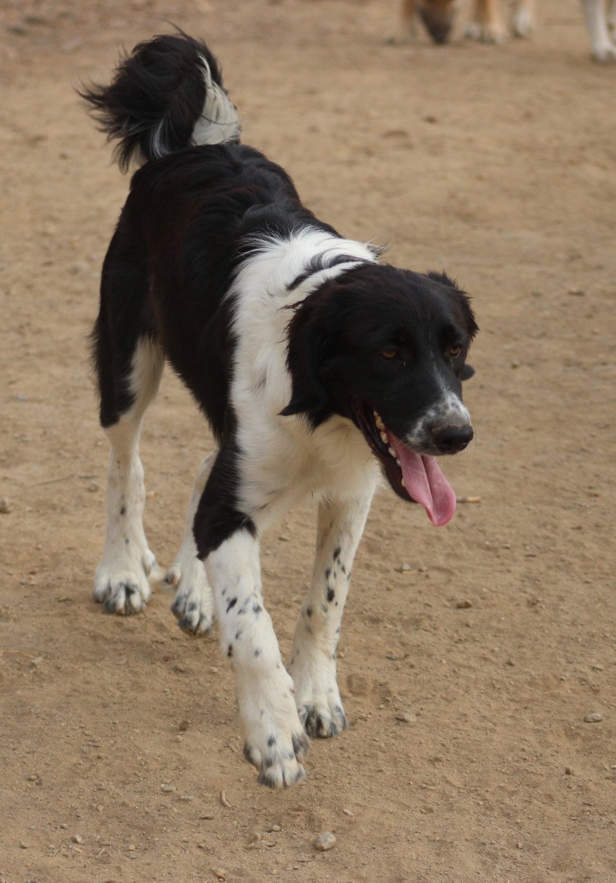 Alora Dog Rescue: Mike, wie geeft hem een mand?