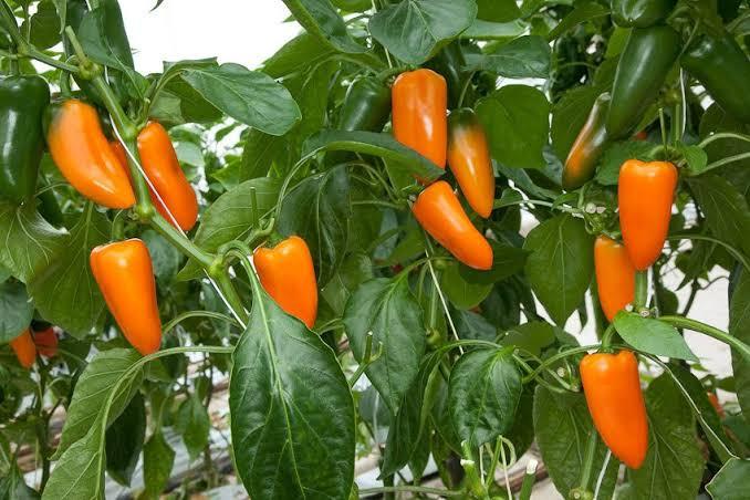 Snoep paprika plantjes 🫑