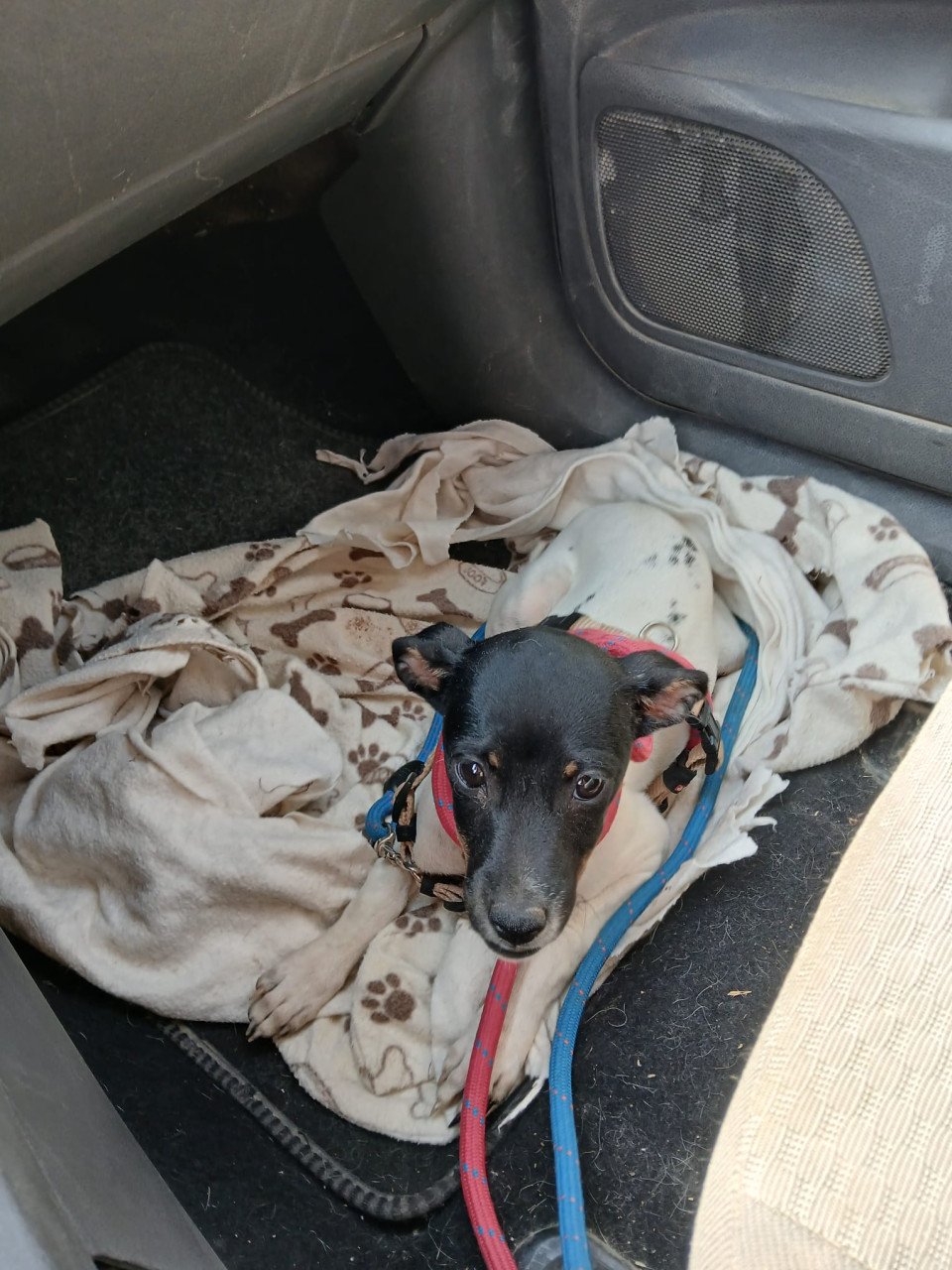 Alora Dog Rescue: Kleine Cristi liep verdwaald rond