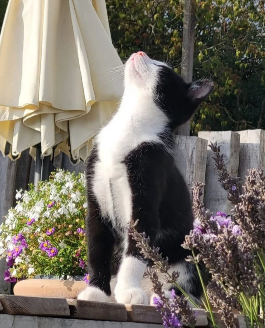 Kitten poes poesjes kat kater kittens