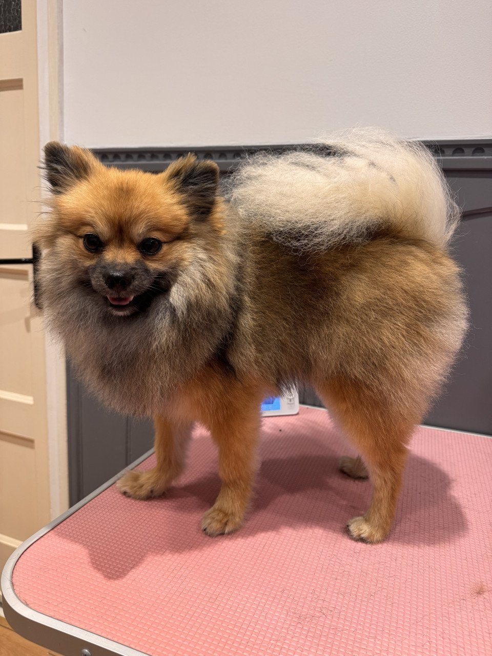 Pomeranian ( dwergkees/pomeriaan)