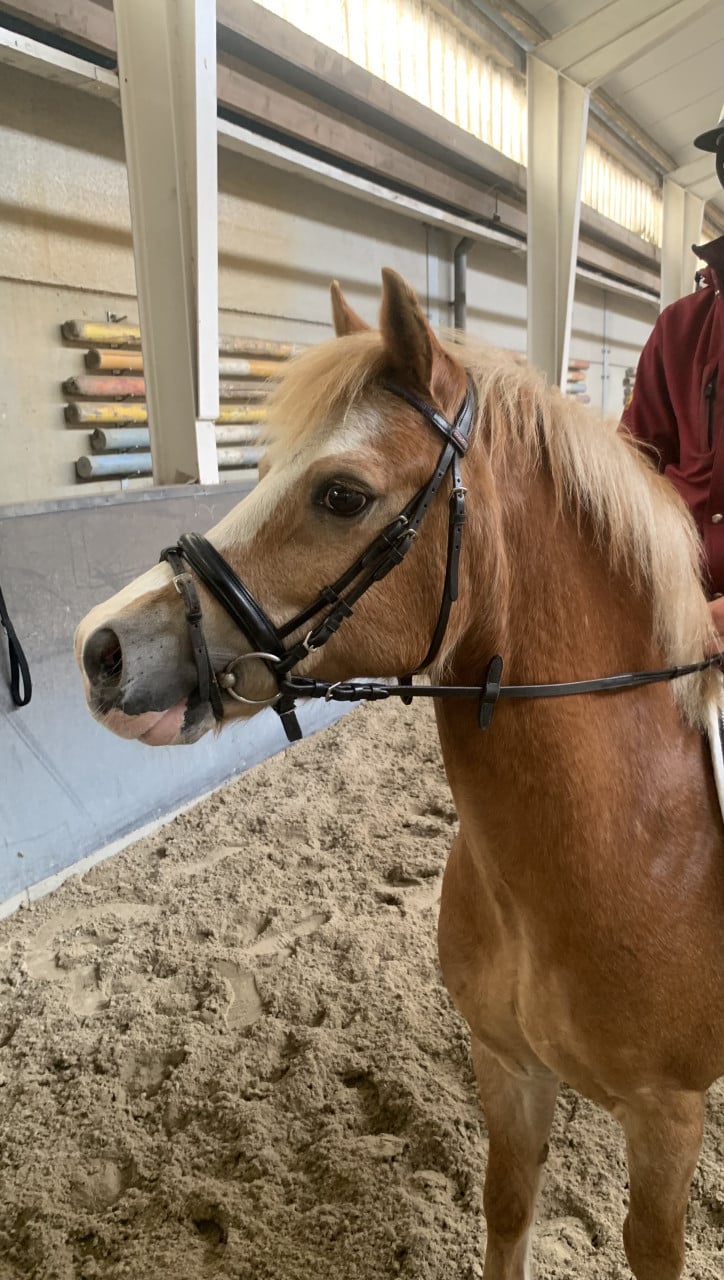Brave Welsh pony bereden en betuigd