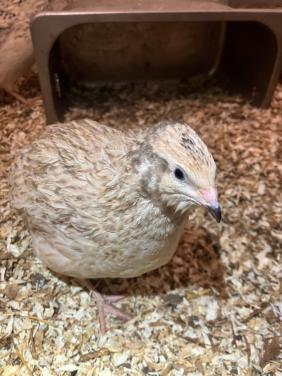 Japanse kwartel hennen