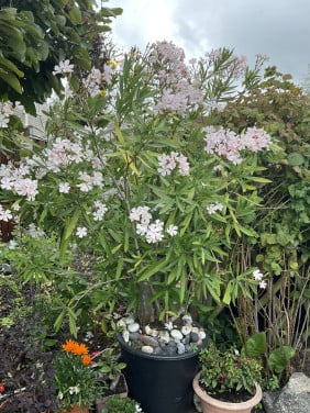 Grote Oleander in kuip