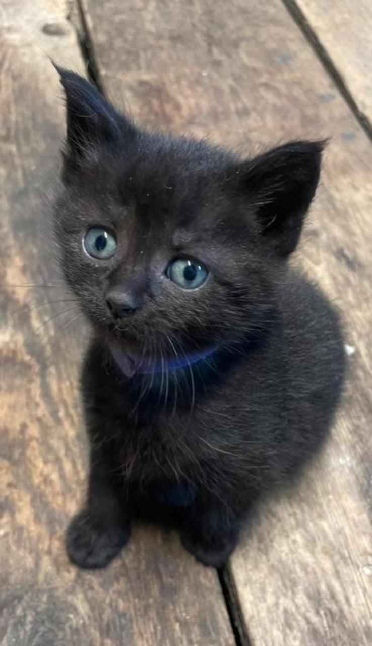 Kittens kitten poes poesjes kat katjes