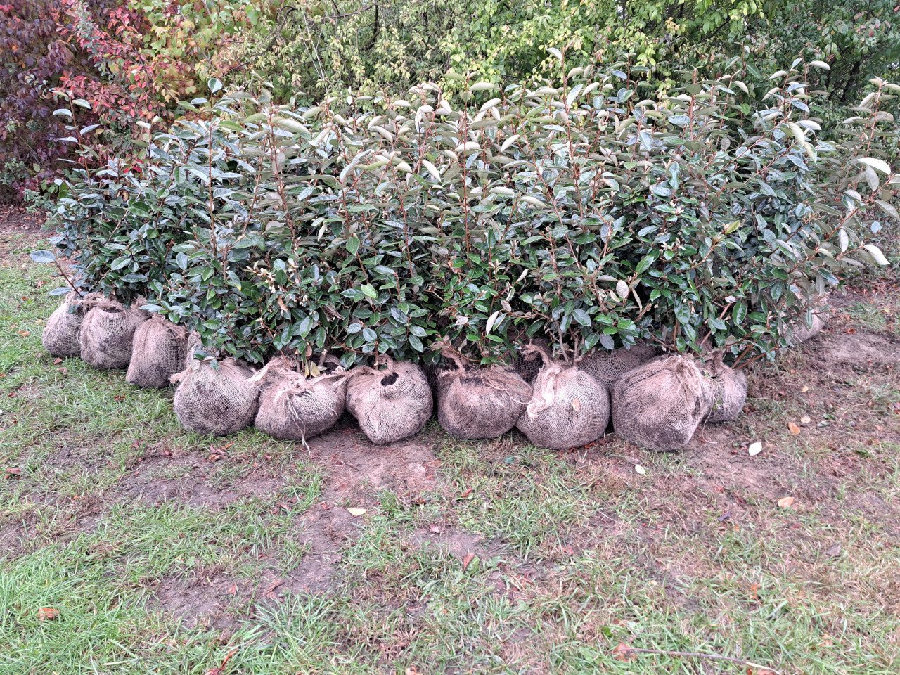Olijfwilg (Elaeagnus)
