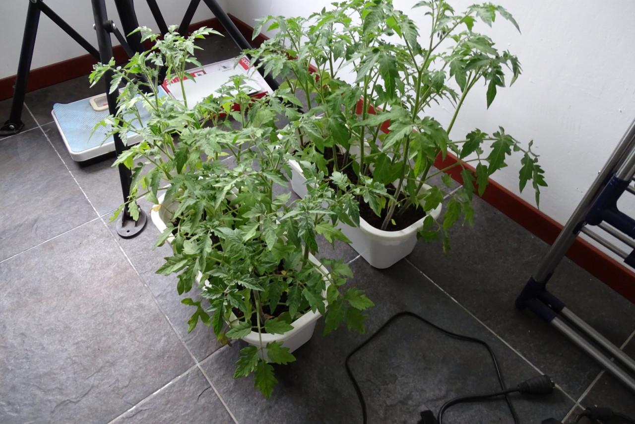 Tomatenplanten