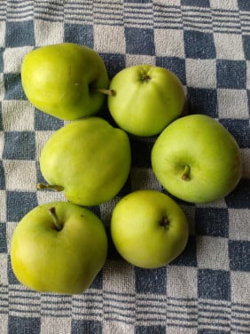 Appels , nieuwe oogst