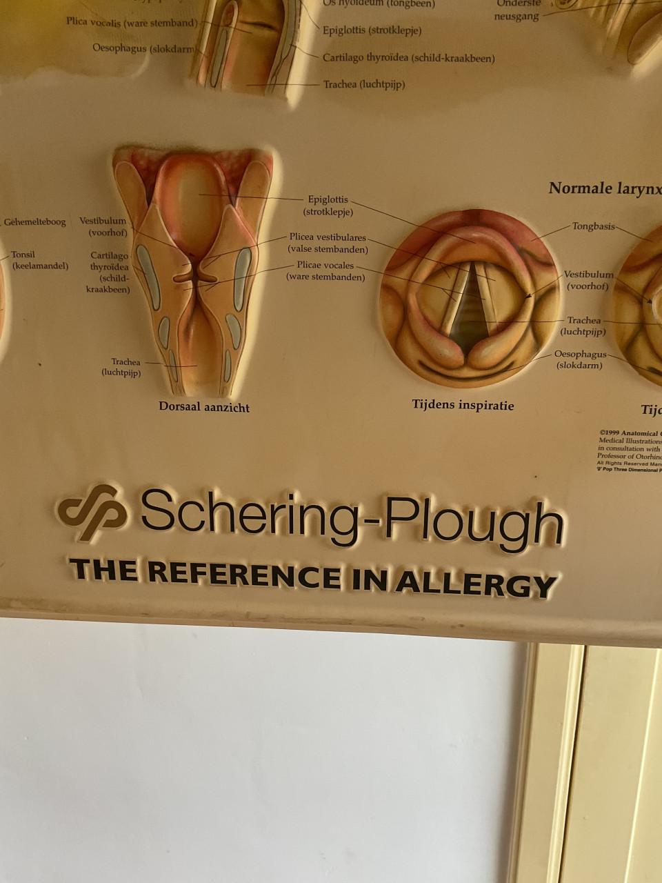 Medische wandkaart Neus , keel , oor