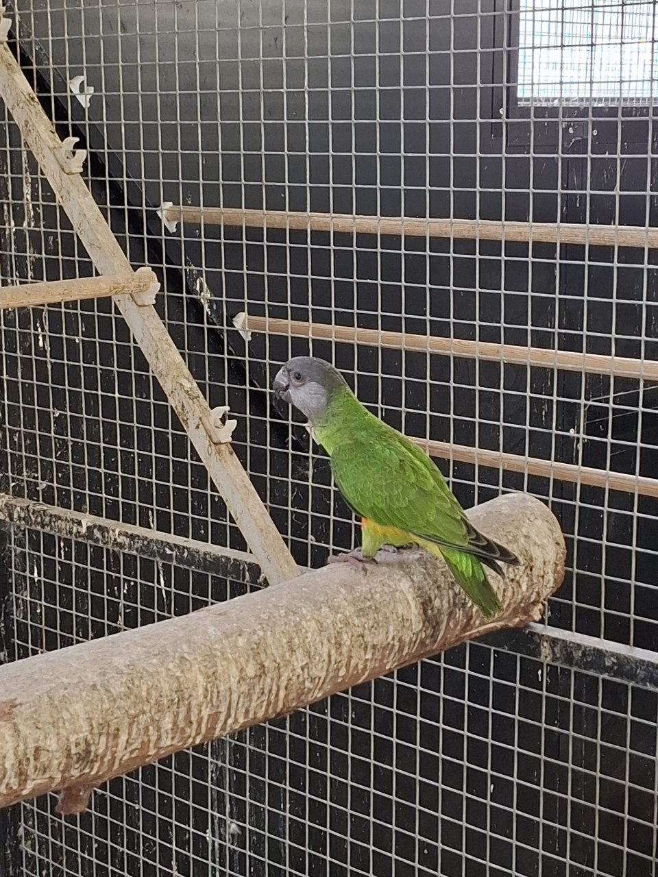 2 senegal papegaai (bonte boer) mannen, roodbuik