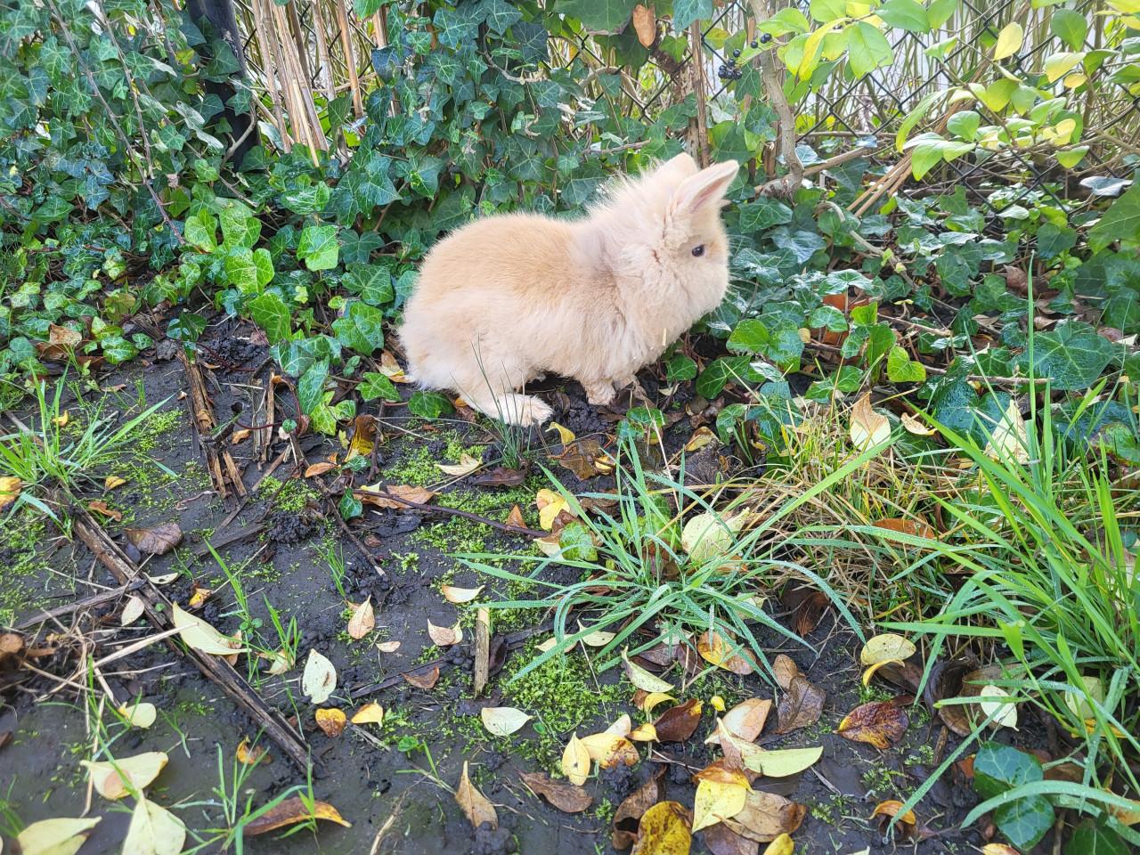 2 Jonge leeuwenkopkonijntjes