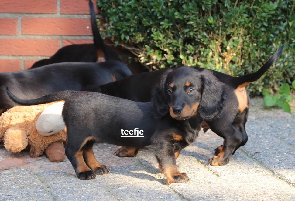 Dwerg Teckel pups