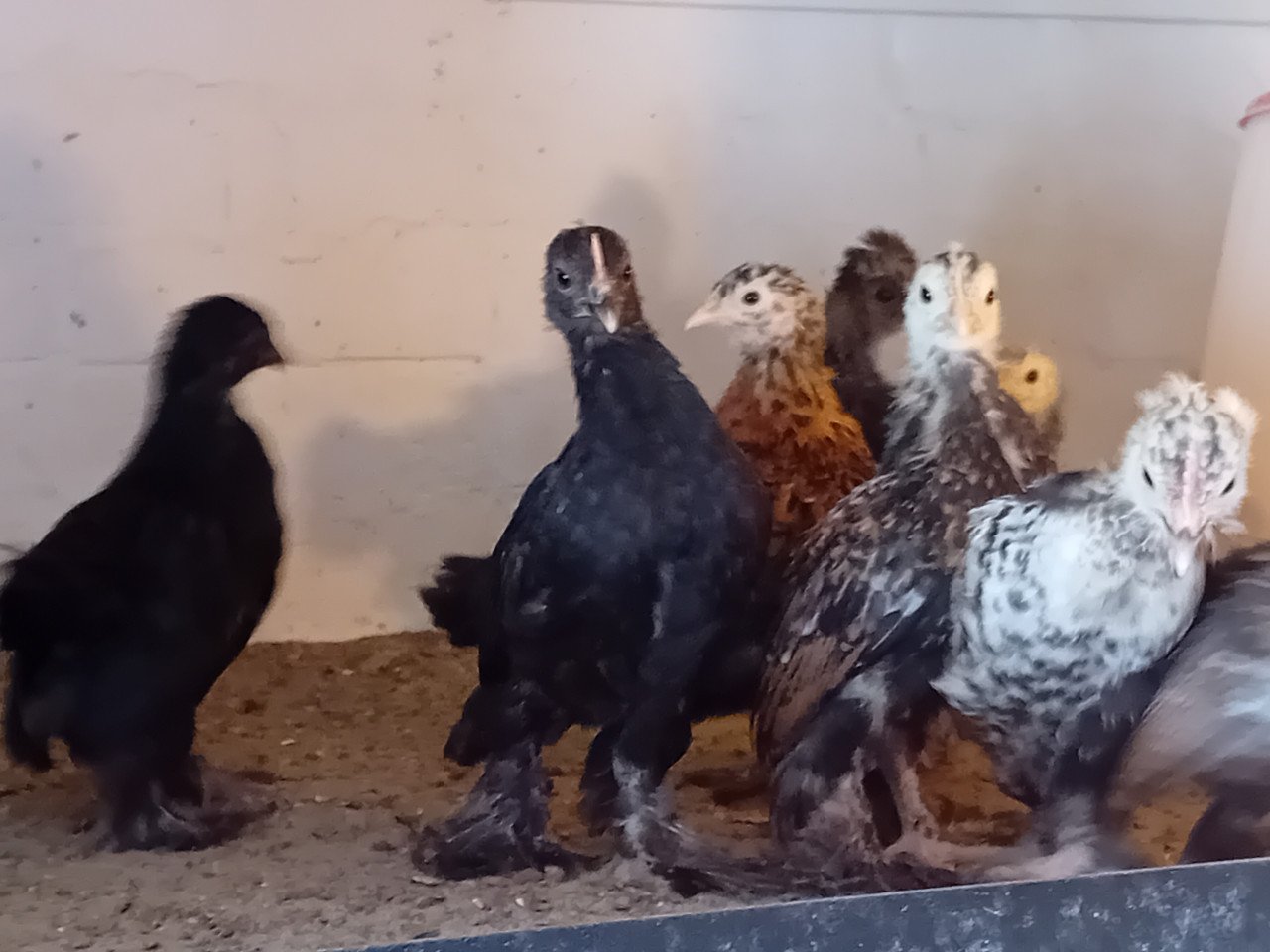 Jonge sabelpootkriel hennetjes