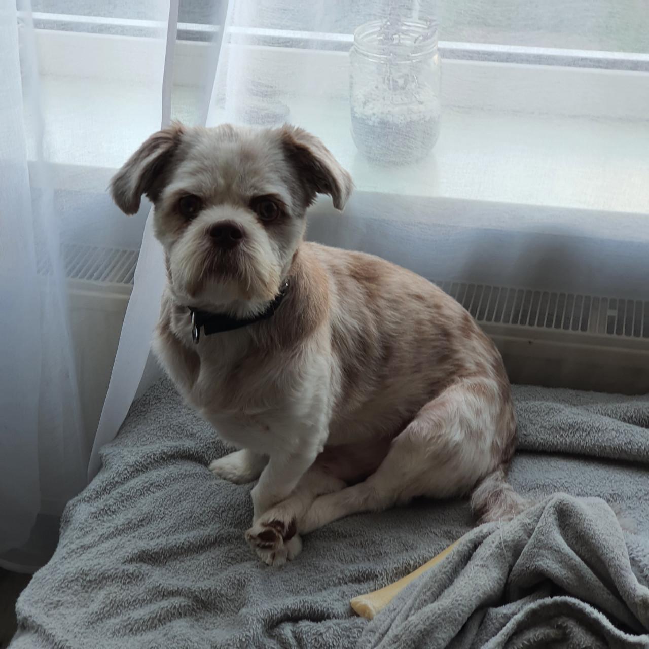 Shih Tzu mix (reu)